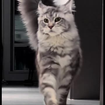 "Large Cat with a Long Tail"