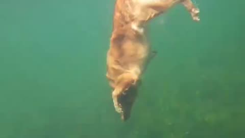 Diving Champion Golden Retriever