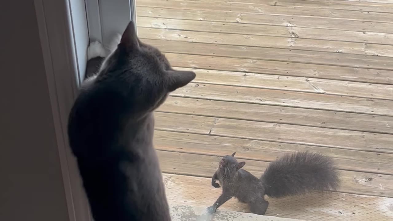 Cat has A Squirrel Friend