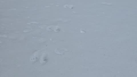 Is it a Mink?