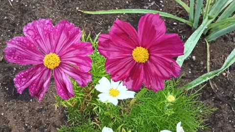 Cosmos