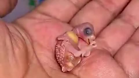 This woman rescued a parrot struggling to lay an egg