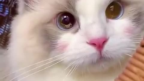 ℹ️ Aww Cute Cats Videos Funny Animals Compilation😹