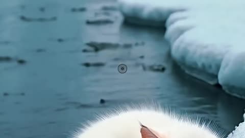 The mate of the danger 'ducks and cats friend