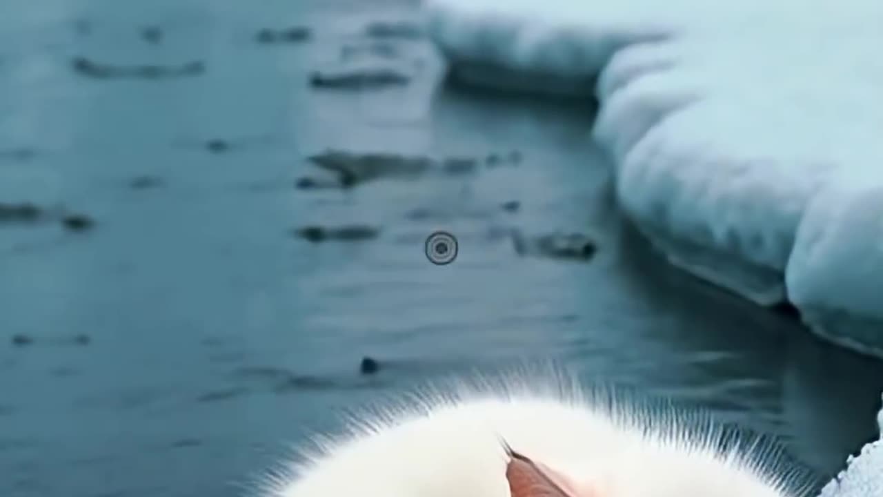 The mate of the danger 'ducks and cats friend