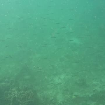 Snorkeling Morning!!