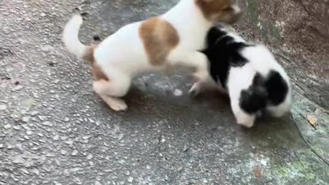 Viral Cute Pet Funny Video