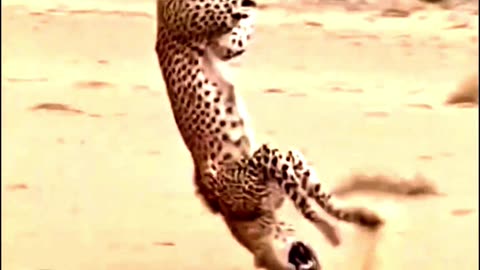 Camel kick #camel #cheetah #leopard #kick