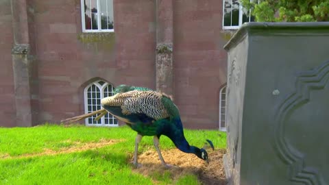 Mi Mascota y Yo - T03E07 - Pavo Real