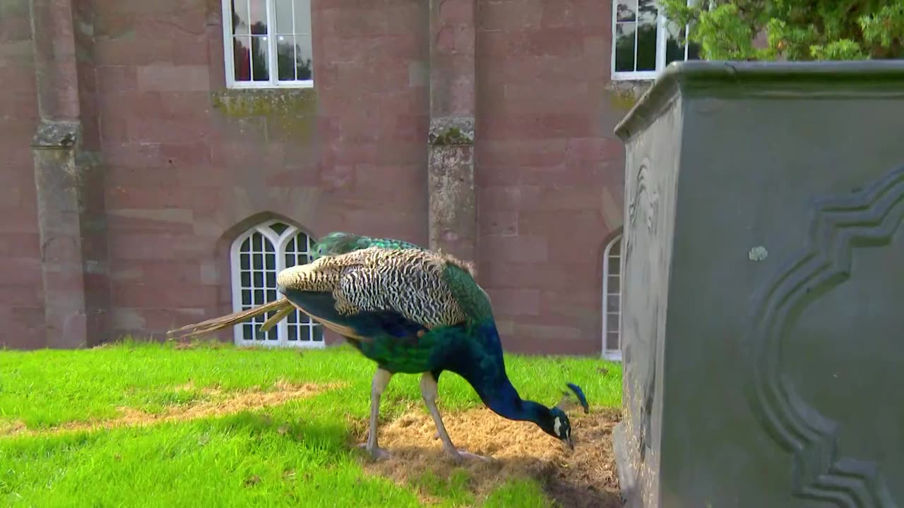 Mi Mascota y Yo - T03E07 - Pavo Real