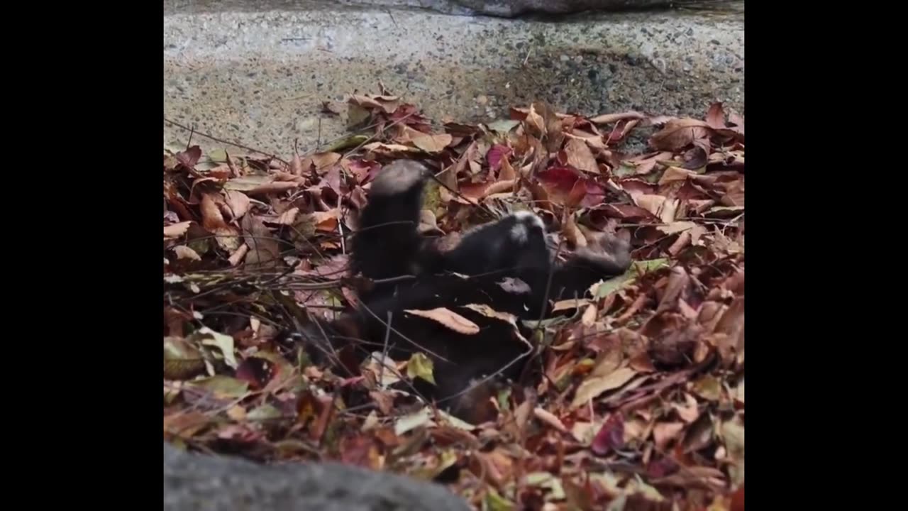 I enjoy the leaf pool