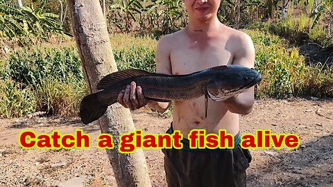 Caught alive a super giant fish