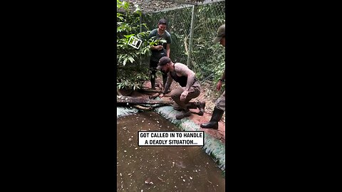 catching a massive snake 🐍 with bare hands