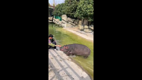 "Hippo Calf Enjoying with Its Caretaker"