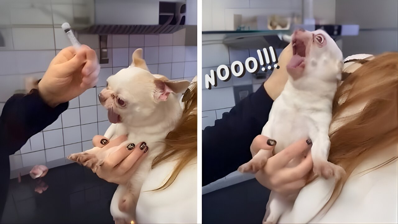 Dogs Realizing Theyโre Going to the Vet ๐ฑ๐พ | Funniest Dog Reactions Compilation 2025 ๐๐ถ
