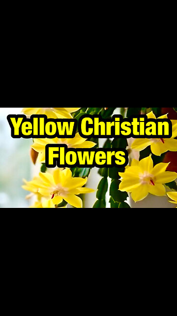 Yellow Christmas flowers