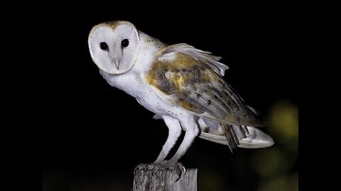 Flat Earth Night Owl 16 with Jin-CBR1