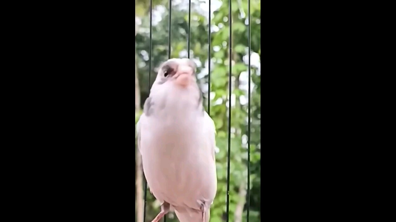 White and silver kenari