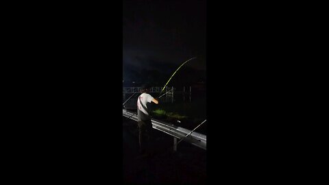 Channel Catfish