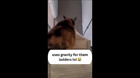 Fat Funny Cats, Fat Cats