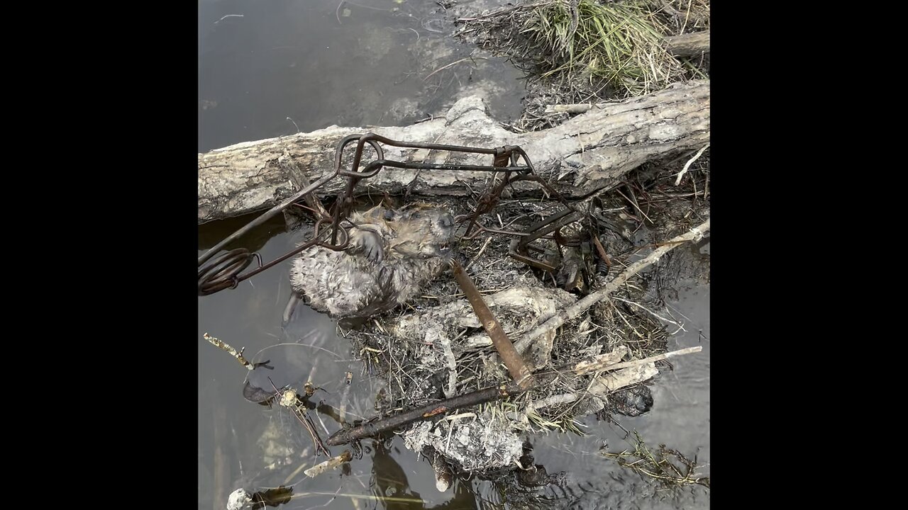 Beaver Trapping