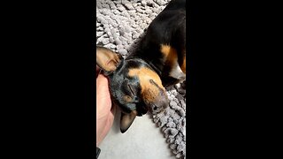 This video lives rent-free in my mind