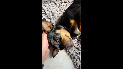 This video lives rent-free in my mind