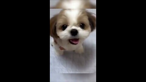 the funniest dogs videos