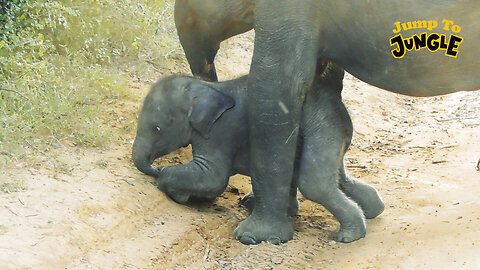 Baby Elephant's Play #srilankanelephants #babyelephants