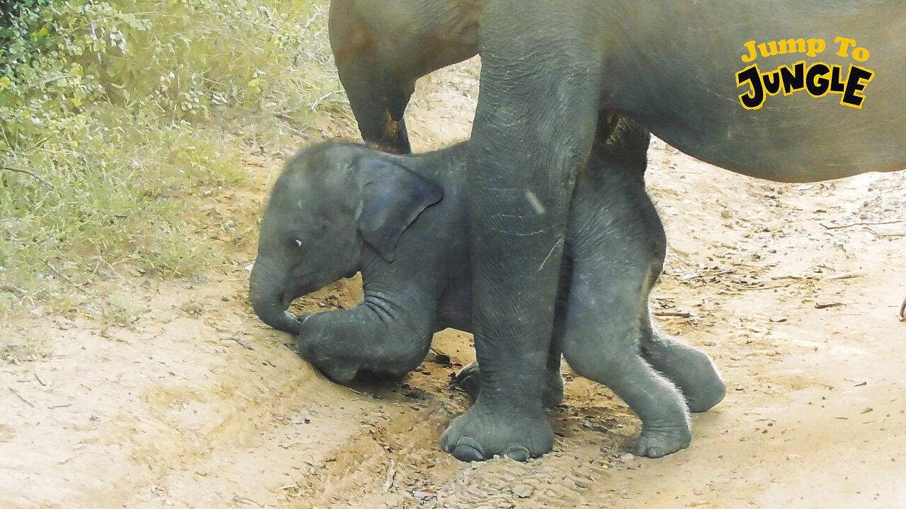 Baby Elephant's Play #srilankanelephants #babyelephants