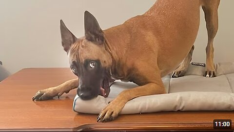 I Thought Malinois Were Too Serious… Until I Saw THIS 😂 Funny BELGIAN MALINOIS