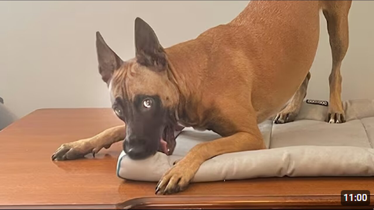 I Thought Malinois Were Too Serious… Until I Saw THIS 😂 Funny BELGIAN MALINOIS