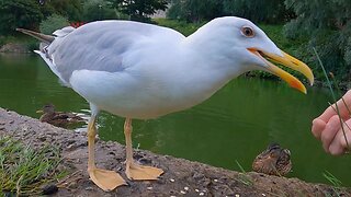 Once More, Hand Feeding the LARGE European Herring Gull Oats