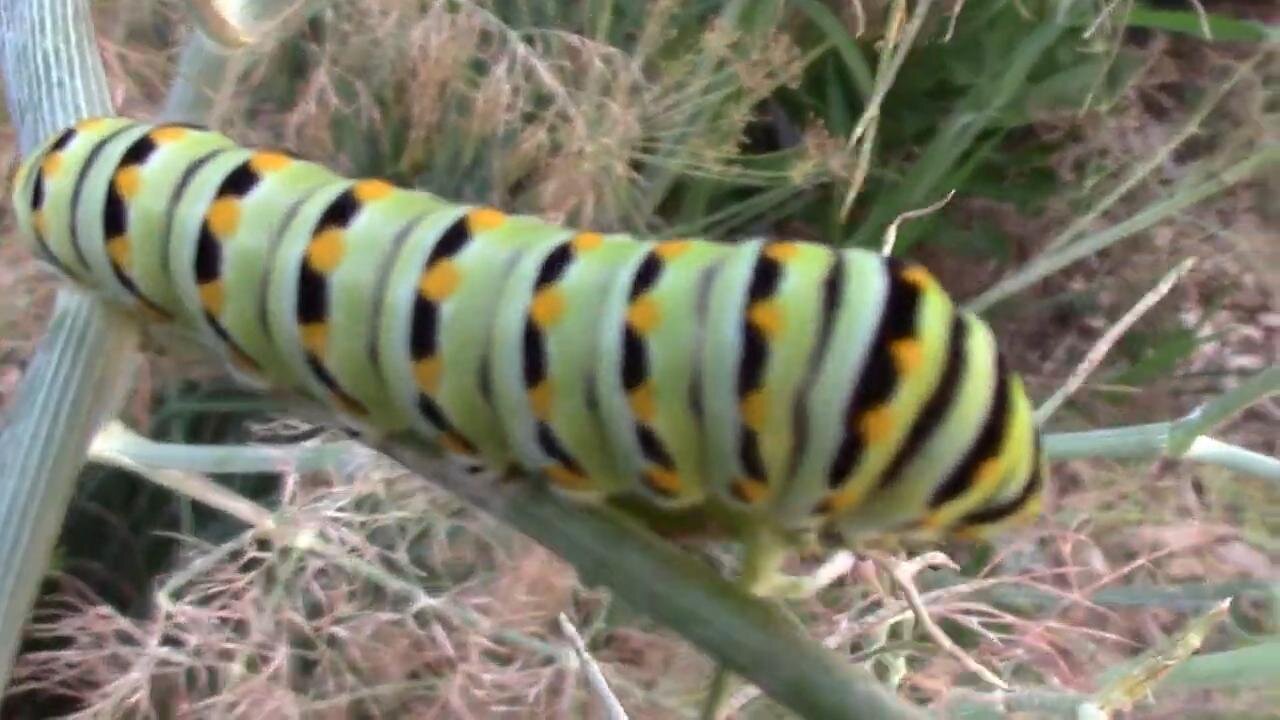 Black Swallowtail Caterpillars and What They Eat In Our Garden