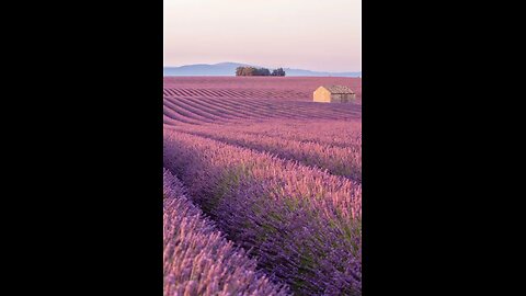 lavender fields 🪻🪻🪻