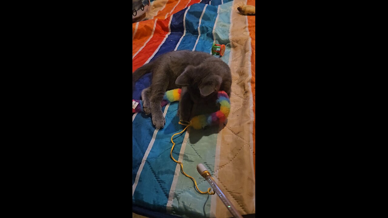 cute kitten play time!