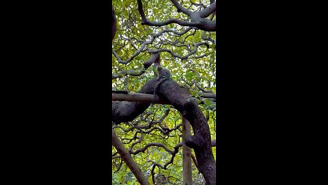 Worlds Largest Cashew Tree Is In Brazil