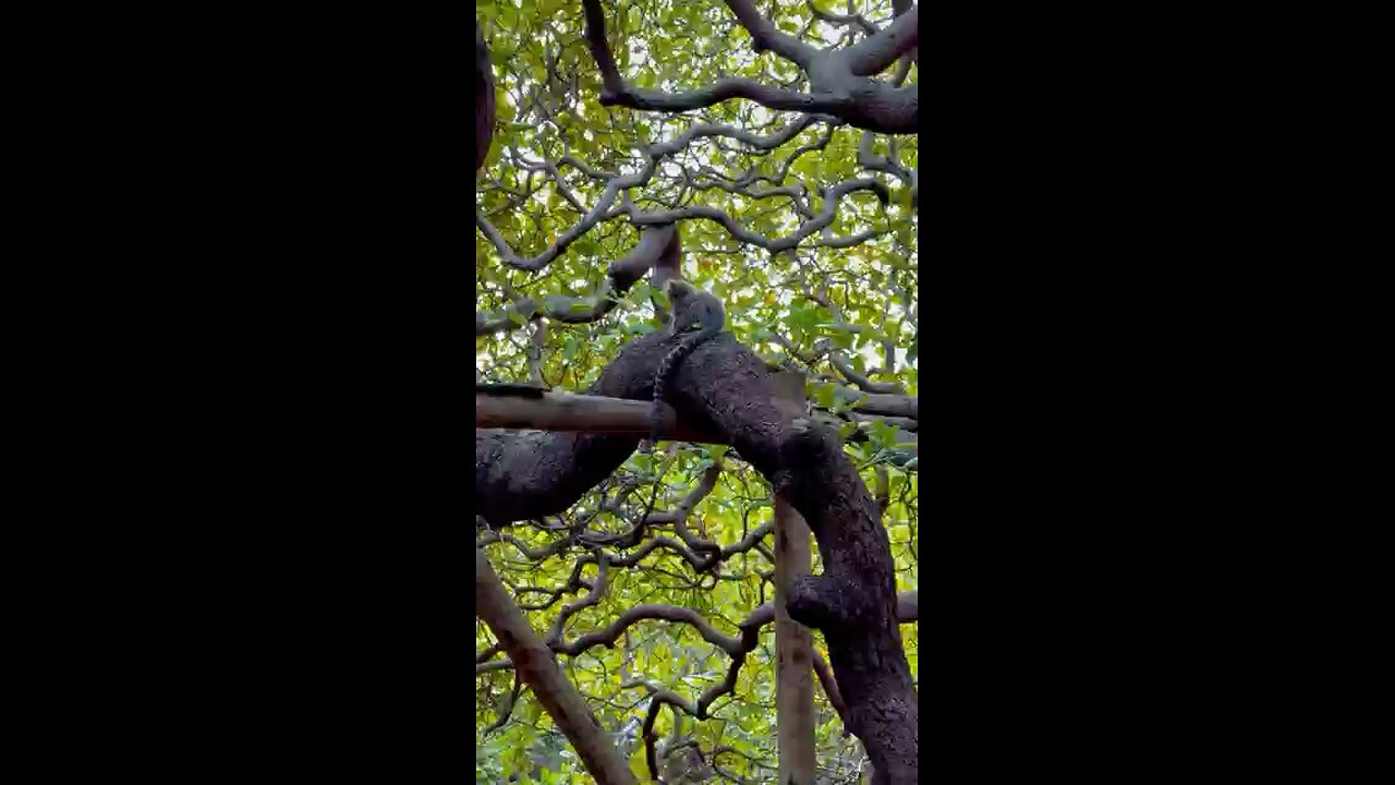 Worlds Largest Cashew Tree Is In Brazil