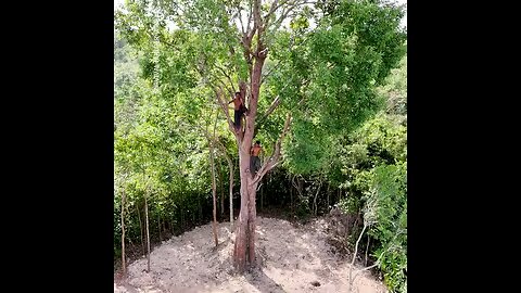 How a house is being build on trees without single steel needle