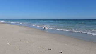 Luna back at the beach.