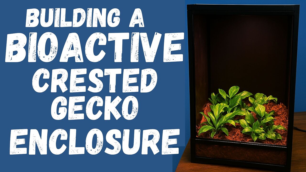 Transforming a Tank into a Living Bioactive Crested Gecko Setup