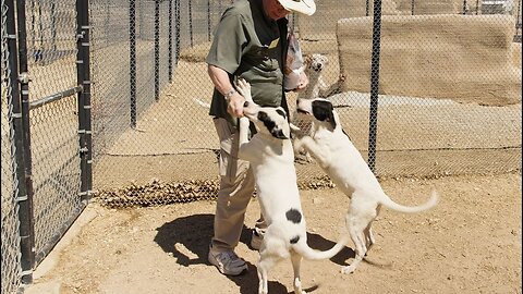 Watch Serena's puppies' reaction to their new, permanent yards. [Ep 69]