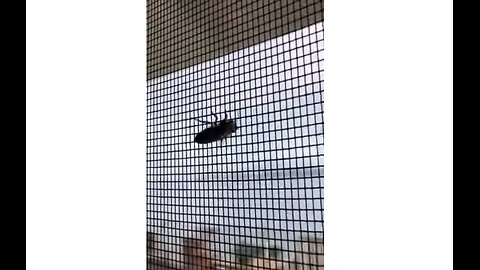 THE BUGS GOT THROUGH THE SCREEN