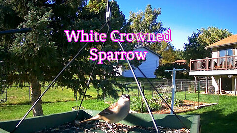 White Crowned Sparrow