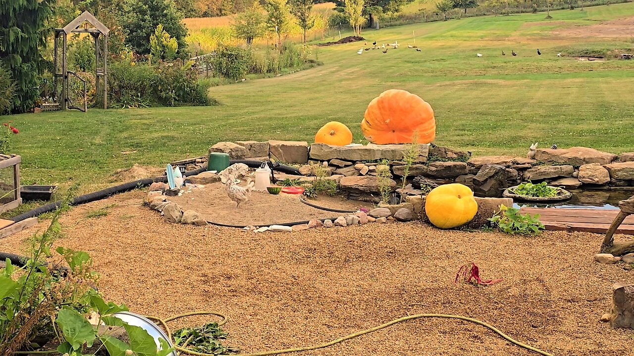 Turkey BLOCKADE UPGRADE! _ Natural Fencing! // Whitt Acres