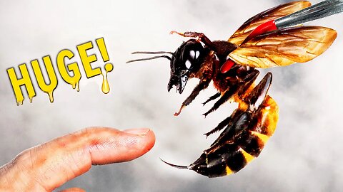 STUNG by a Giant Honey Bee!