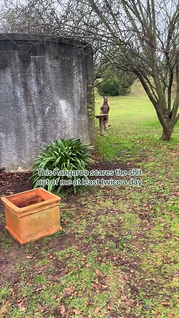 Kangaroo diaries only in Australia 🇦🇺