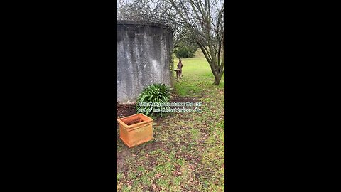 Kangaroo diaries only in Australia 🇦🇺