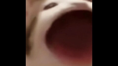 Backroom Chase Meme Cat