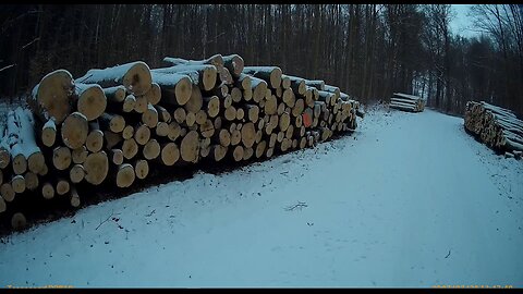#Verbrannte_Erde; Intensive Wald- Plünderung in Mecklenburg / DDR 29.01.2026